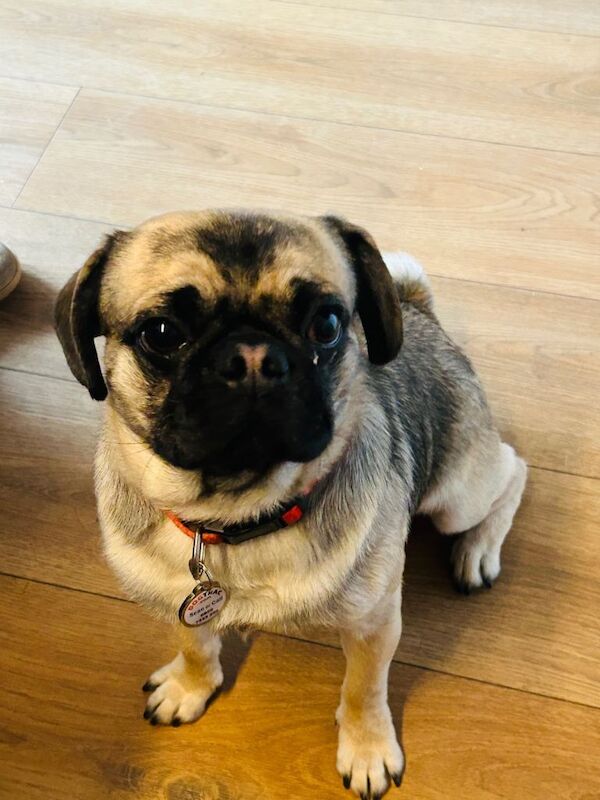 Simba male pug - Image 4 of 4