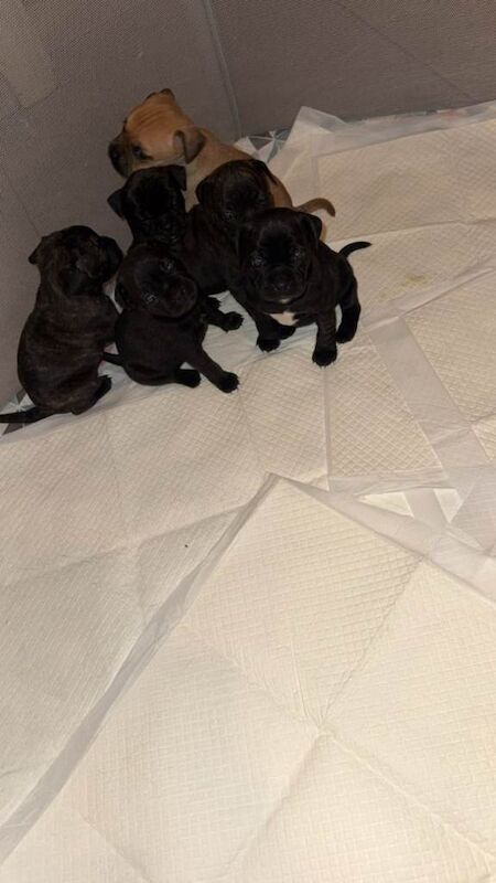 Staffy pug mix