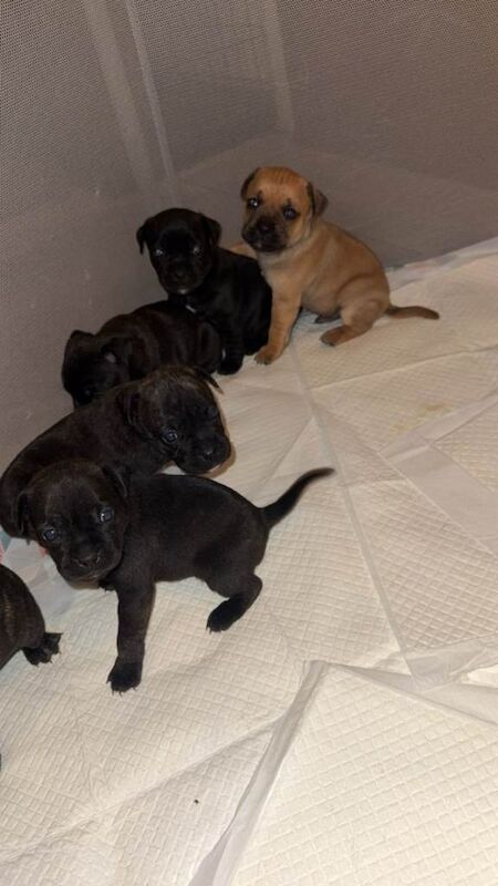 Staffy pug mix - Image 2 of 3