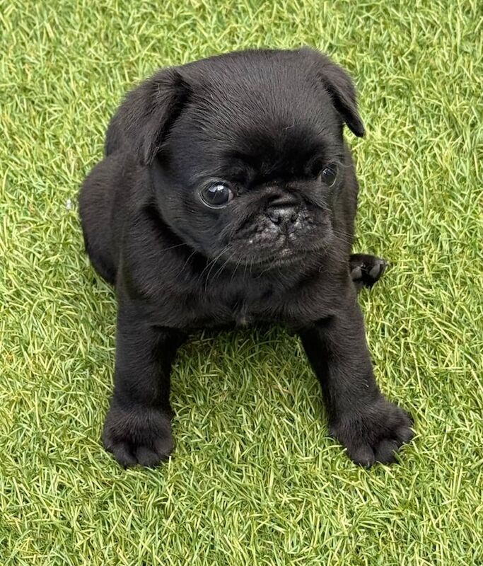 Pug puppies for sale in Burnley, Lancashire – 9 weeks old