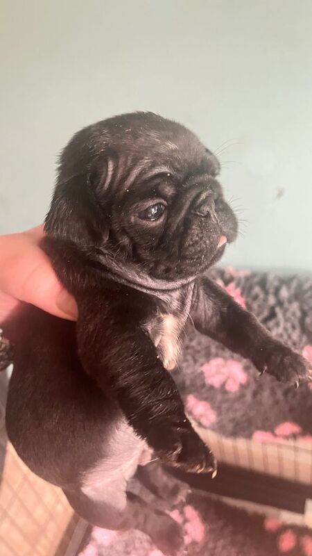 Stunning KC registered pug puppies