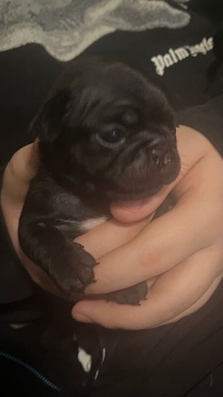 Stunning KC registered pug puppies - Image 2 of 3