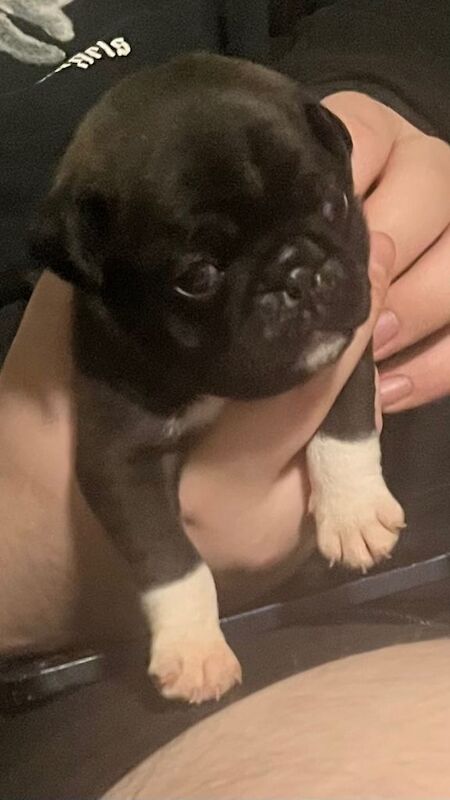 Stunning KC registered pug puppies - Image 3 of 3