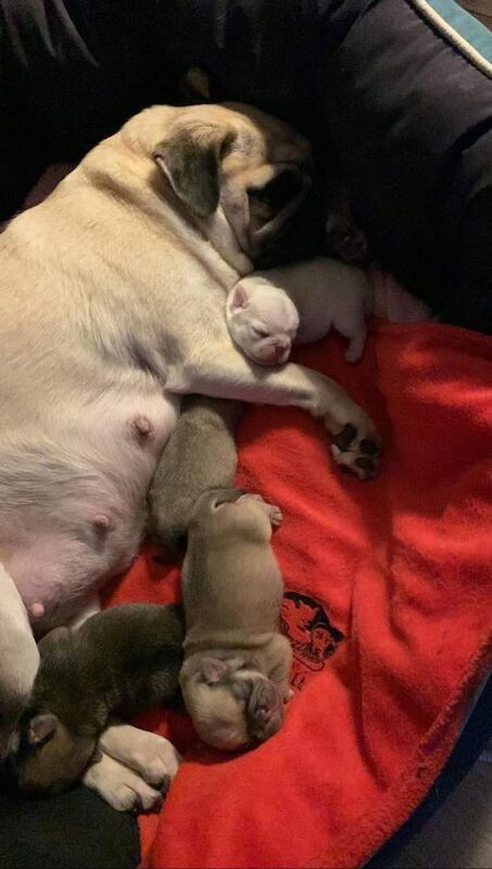 Pug puppies for sale in Cookridge, West Yorkshire – 5 weeks old