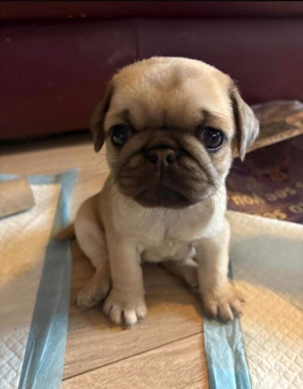 Pug puppies for sale in Cookridge, West Yorkshire – 5 weeks old - Image 3 of 3