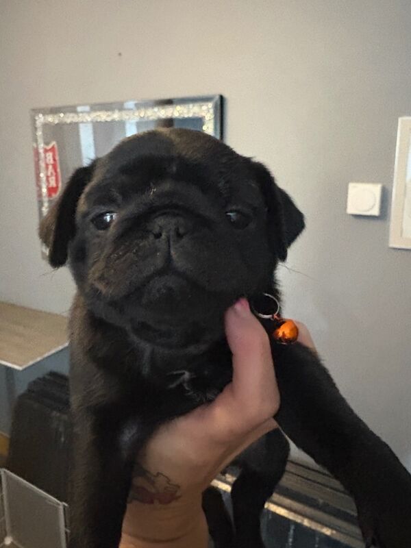 Pug puppies for sale in Dagenham, Greater London β 7 weeks old