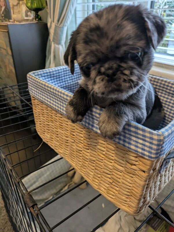Super rare miniature koi pugs for sale in London, City of London, Greater London - Image 1