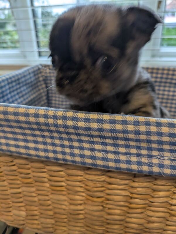 Super rare miniature koi pugs for sale in London, City of London, Greater London - Image 3