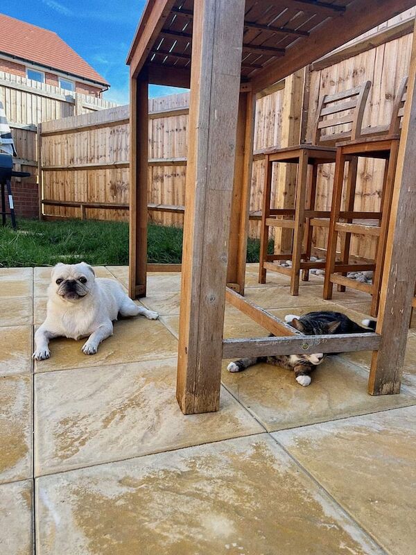 Sweet and Charming KC-Registered Pug - Vaccinated & Microchipped. - Image 2 of 3