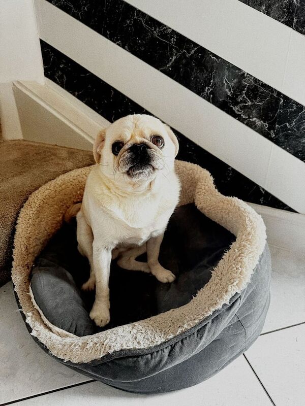 Sweet and Charming KC-Registered Pug - Vaccinated & Microchipped. - Image 3 of 3