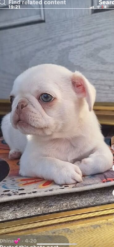 Pug puppies for sale in Harehills, West Yorkshire – 8 months old