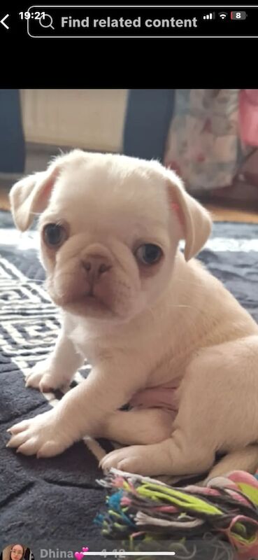 Pug puppies for sale in Harehills, West Yorkshire – 8 months old - Image 2 of 4