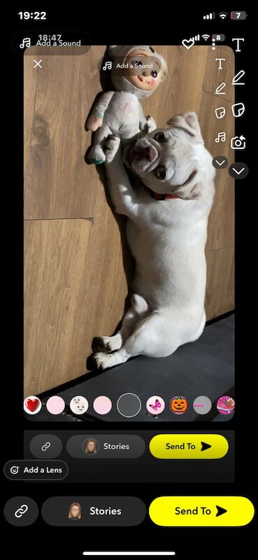 Pug puppies for sale in Harehills, West Yorkshire – 8 months old - Image 3 of 4