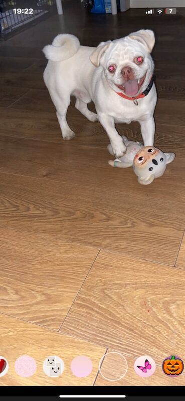 Pug puppies for sale in Harehills, West Yorkshire – 8 months old - Image 4 of 4