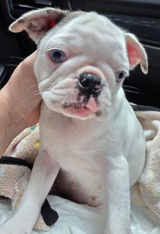 Pug puppies for sale in Kingston upon Hull, East Riding of Yorkshire – KC registered, 4 months old