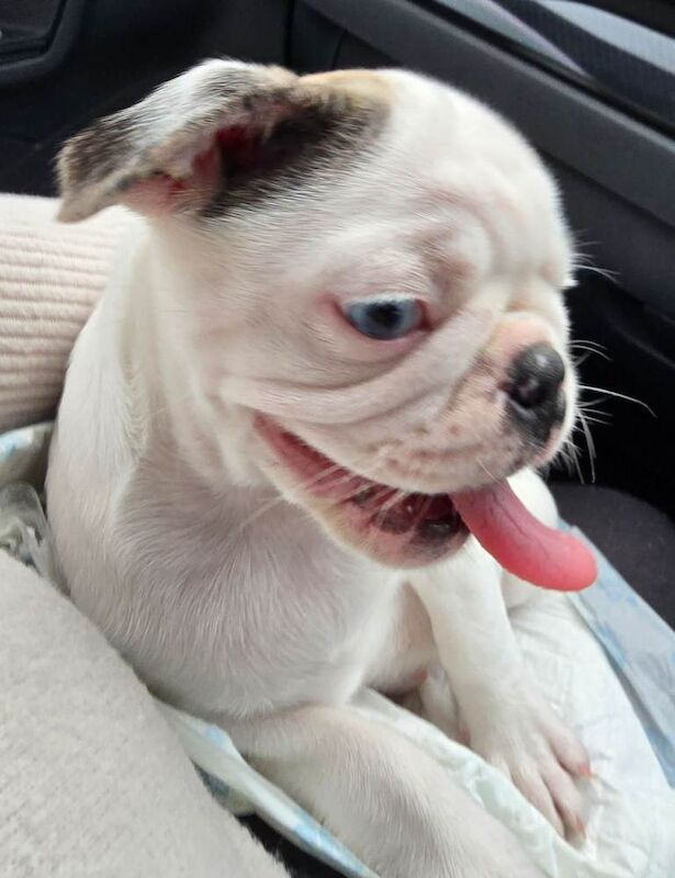 Pug puppies for sale in Kingston upon Hull, East Riding of Yorkshire – KC registered, 4 months old - Image 2 of 5