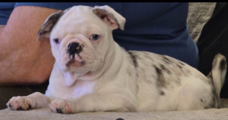 Pug puppies for sale in Kingston upon Hull, East Riding of Yorkshire – KC registered, 4 months old - Image 3 of 5