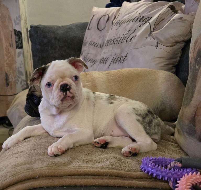 Pug puppies for sale in Kingston upon Hull, East Riding of Yorkshire – KC registered, 4 months old - Image 4 of 5