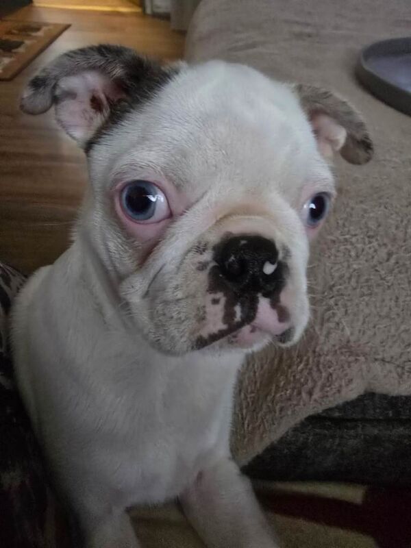 Pug puppies for sale in Kingston upon Hull, East Riding of Yorkshire – KC registered, 4 months old - Image 5 of 5