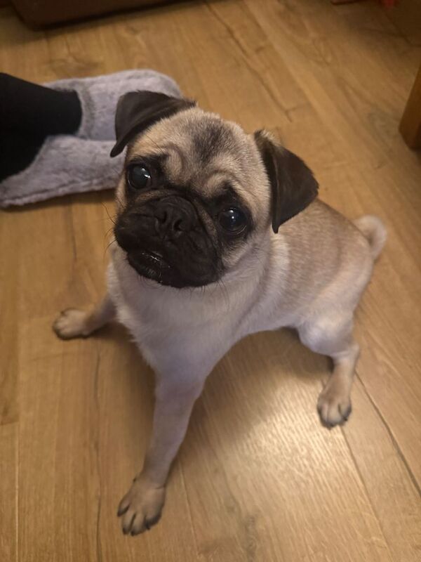 Pug Puppies For Sale