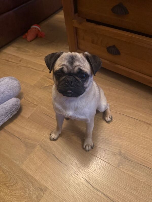Young pug - Image 2 of 3