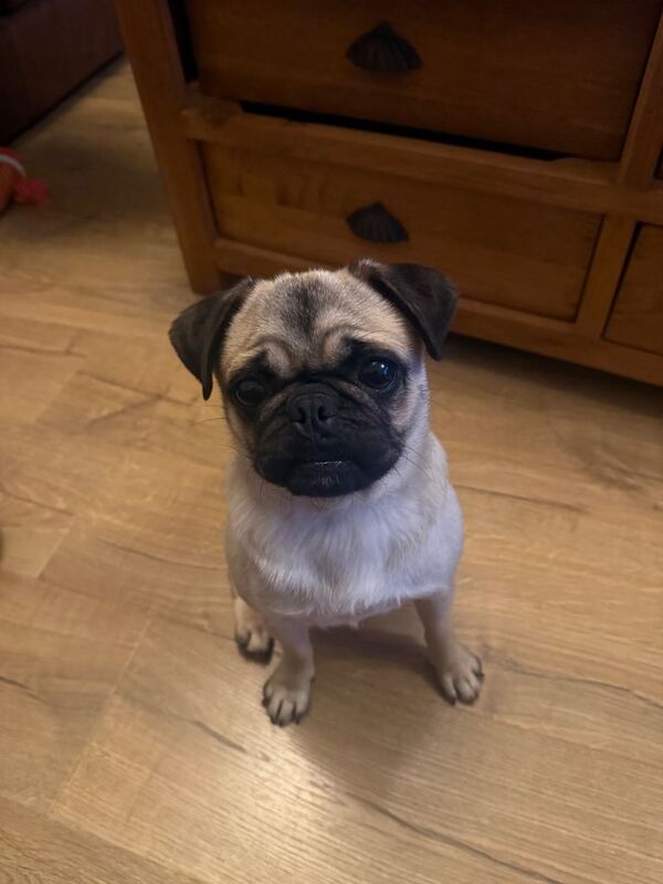 Young pug - Image 3 of 3