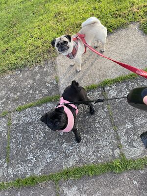 Nicola - Pug breeder