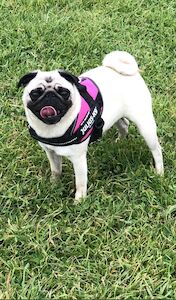 Erin Dewar - Pug breeder