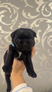 Pug mum