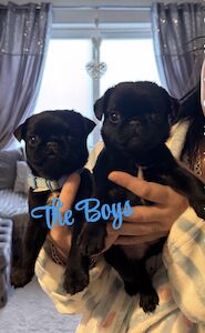 Pug mum